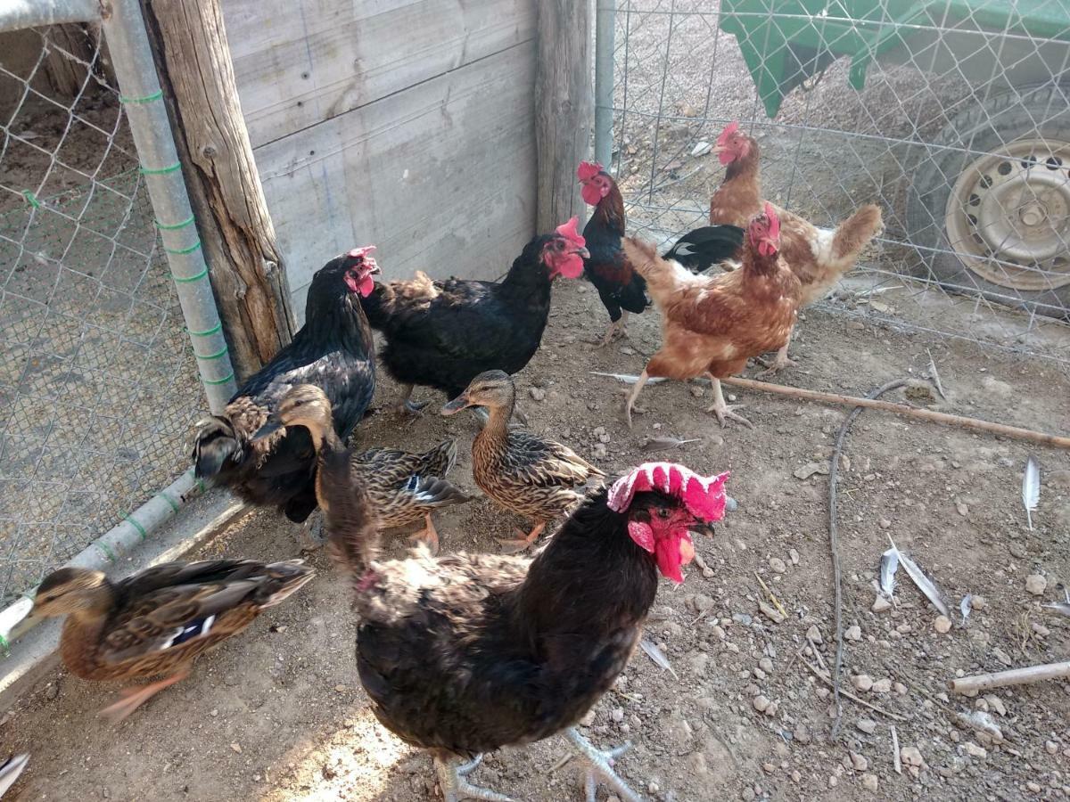 Caseta Rovira Deltebre Kültér fotó