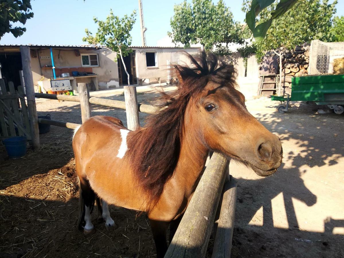 Caseta Rovira Deltebre Kültér fotó
