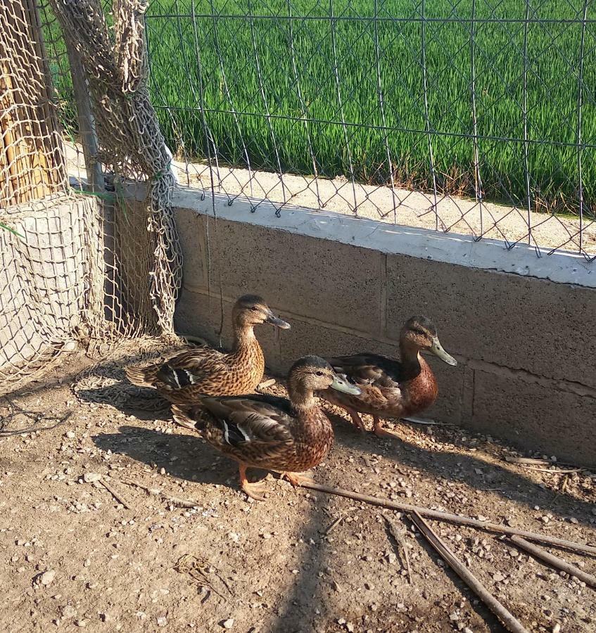 Caseta Rovira Deltebre Kültér fotó